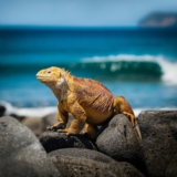 Exploring the Galapagos with Kids: A Family Adventure Guide