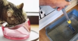 55 Weird, Clever Things Cat Owners Say Are Actually Life-Changing