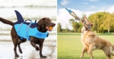 55 Weird Things For Dogs That Have Near-Perfect Amazon Reviews & Are So Damn Cheap